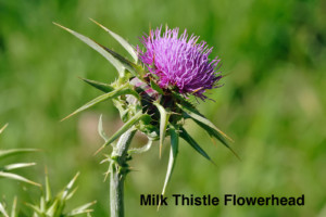 Milk_thistle