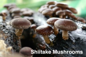 shiitake mushrooms