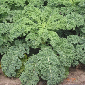 Kale_image courtesy of Rasbak