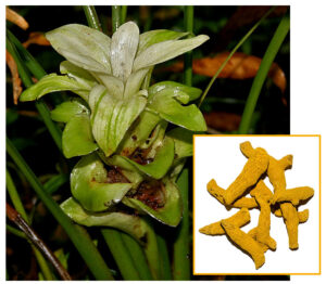 Turmeric_& Curcuma_longa-image courtesy of Prathyush Thomas_JM Garg