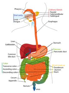 digestive--CCO Public Domain-Pixabay