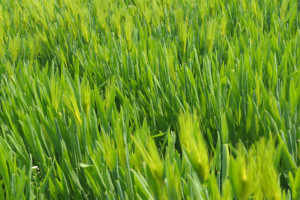 wheat-grass-CCO Public Domain-Pixabay