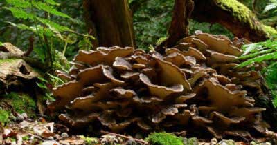 maitake-mushrooms_2-of-4_PODCAST-500w-SFW