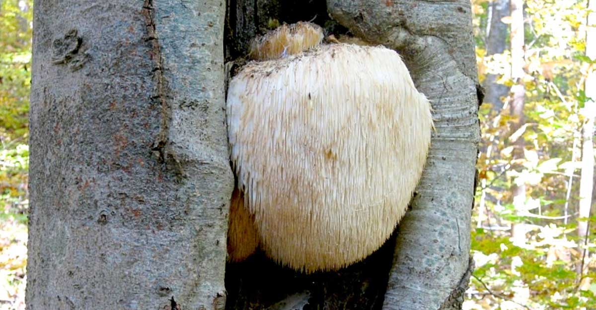 Lions-mane-mushroom_4-of-4_1200w_SFW