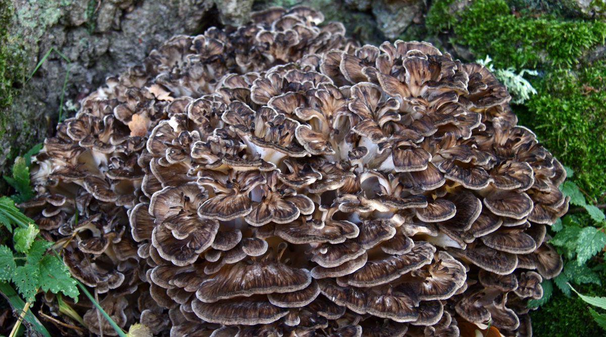 maitake-blood-sugar_PODCAST-1200w-SFW