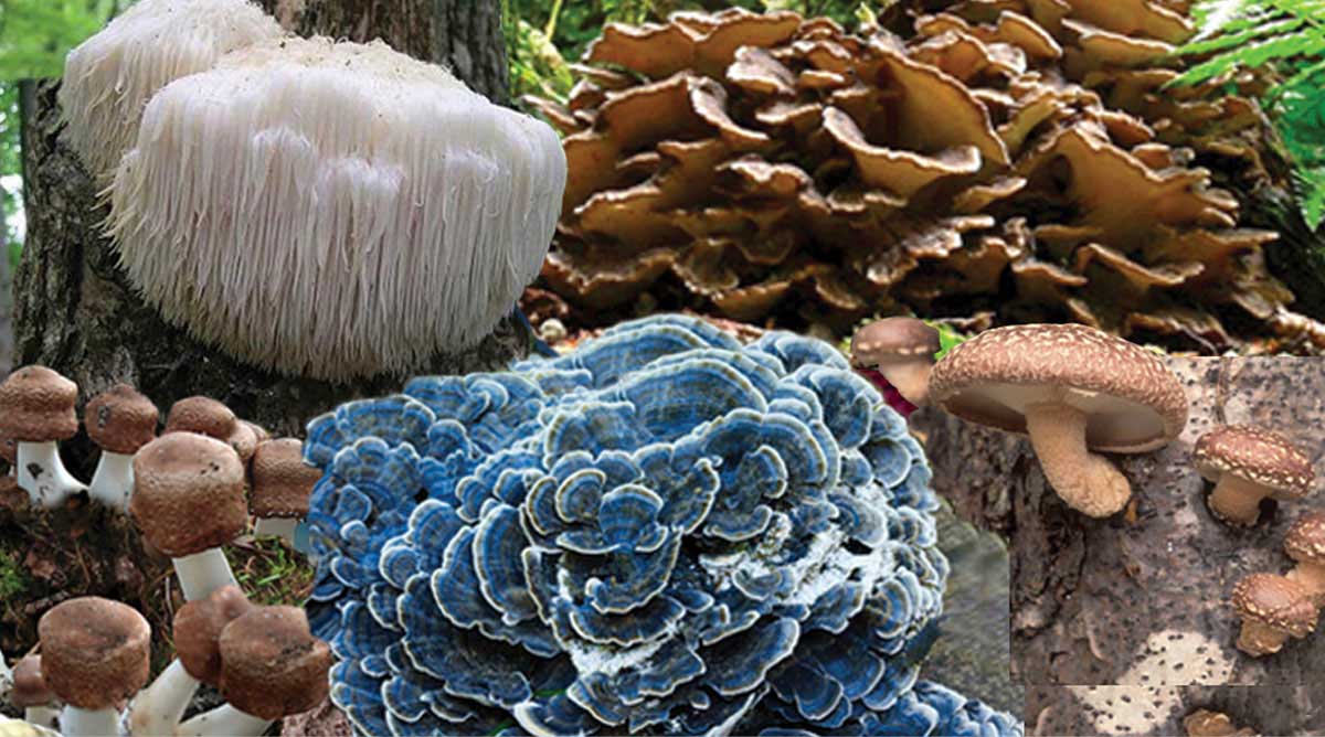 medicinal-mushrooms_PODCAST-1200w_SFW